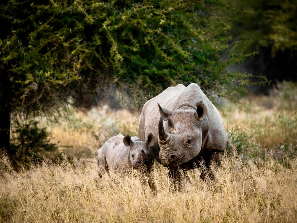 Neushoorn met kleintje